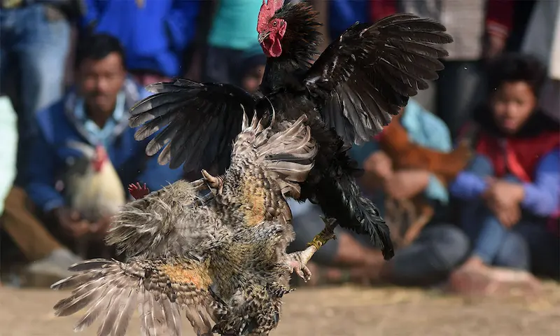 Đá gà 009 - Trang game hợp pháp Philippine