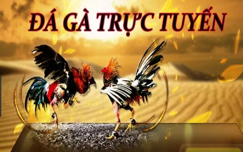Đá Gà M88 Và W88
