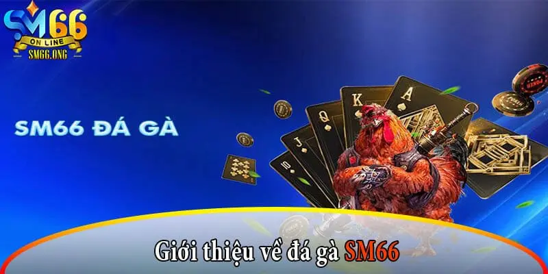 Đá Gà SM66 - Hấp Dẫn Qua Mỗi Ván Cược