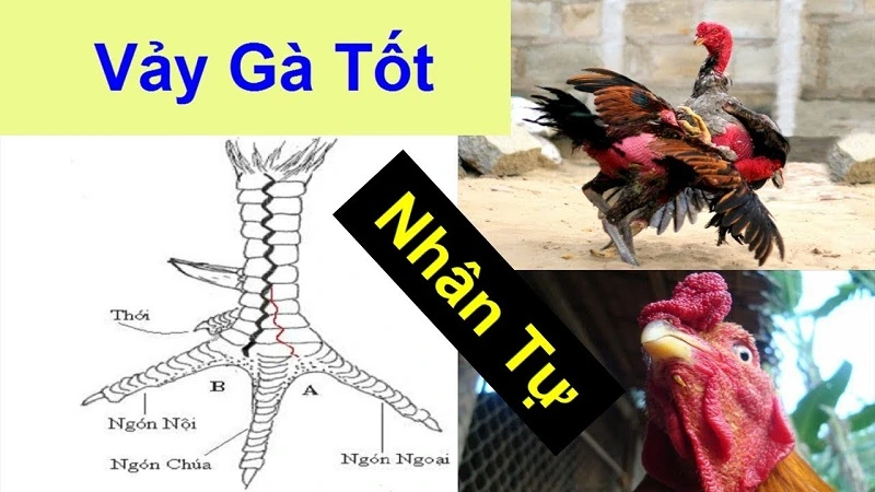 Vảy gà là phần da ở chân gà sẽ phản ánh nhiều điều về chiến kê