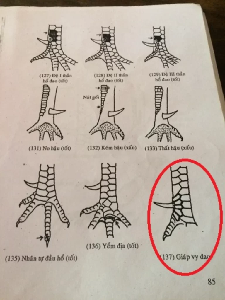 Vảy giáp vi đao được tạo thành từ ít nhất 3 vảy liên tiếp như lưỡi đao